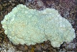 Lecanora pinguis image