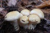 Hygrophorus flavodiscus image