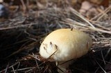 Hygrophorus flavodiscus image