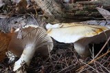 Hygrophorus flavodiscus image