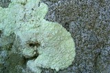 Lecanora pinguis image