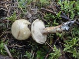 Suillus viscidus image