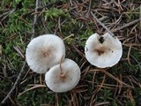 Hygrophorus odoratus image