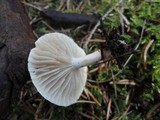 Hygrophorus odoratus image