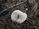 Hygrophorus odoratus image
