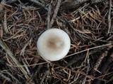 Hygrophorus odoratus image