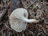 Hygrophorus odoratus image