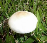 Limacella subillinita image