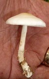 Limacella subillinita image