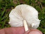 Limacella subillinita image