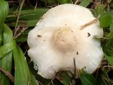 Limacella subillinita image