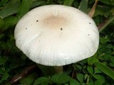 Limacella subillinita image