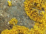 Caloplaca coralloides image