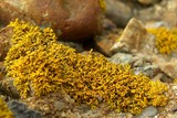 Caloplaca coralloides image
