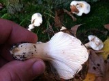 Hygrophorus sordidus image