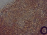 Gymnopilus viridans image