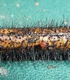 Image of Didymobotryum rigidum