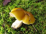 Tricholoma fumosoluteum image