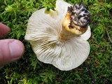 Tricholoma fumosoluteum image