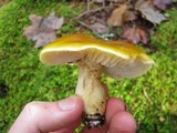 Tricholoma fumosoluteum image