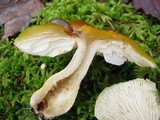 Tricholoma fumosoluteum image