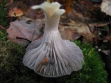 Hygrocybe lacmus image