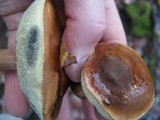 Imleria badia image