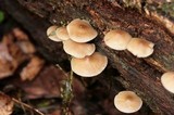 Mycena galericulata image