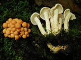 Pholiota alnicola image