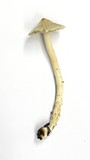 Inocybe sororia image