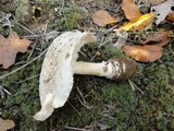 Amanita chrysoblema image