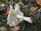 Amanita chrysoblema image