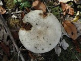 Amanita chrysoblema image