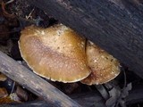 Hemipholiota populnea image