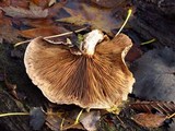 Hemipholiota populnea image