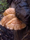 Hemipholiota populnea image