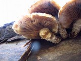 Hemipholiota populnea image