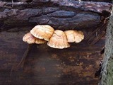 Hemipholiota populnea image