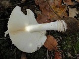 Amanita chrysoblema image