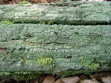 Cladonia parasitica image