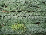 Cladonia parasitica image