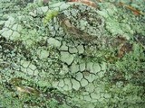 Cladonia parasitica image