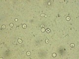 Saccharomyces paradoxus image