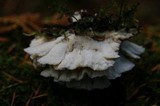 Abortiporus biennis image