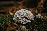 Abortiporus biennis image