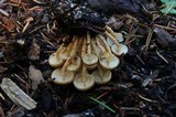 Pholiota terrestris image