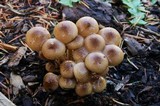 Pholiota terrestris image