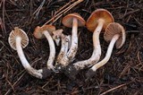 Inocybe whitei image