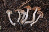 Inocybe whitei image