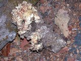 Sparassis crispa image